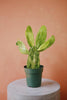 Variegated Prickly Pear