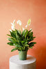 Peace Lily