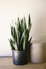 Snake Plant 'Black Coral'