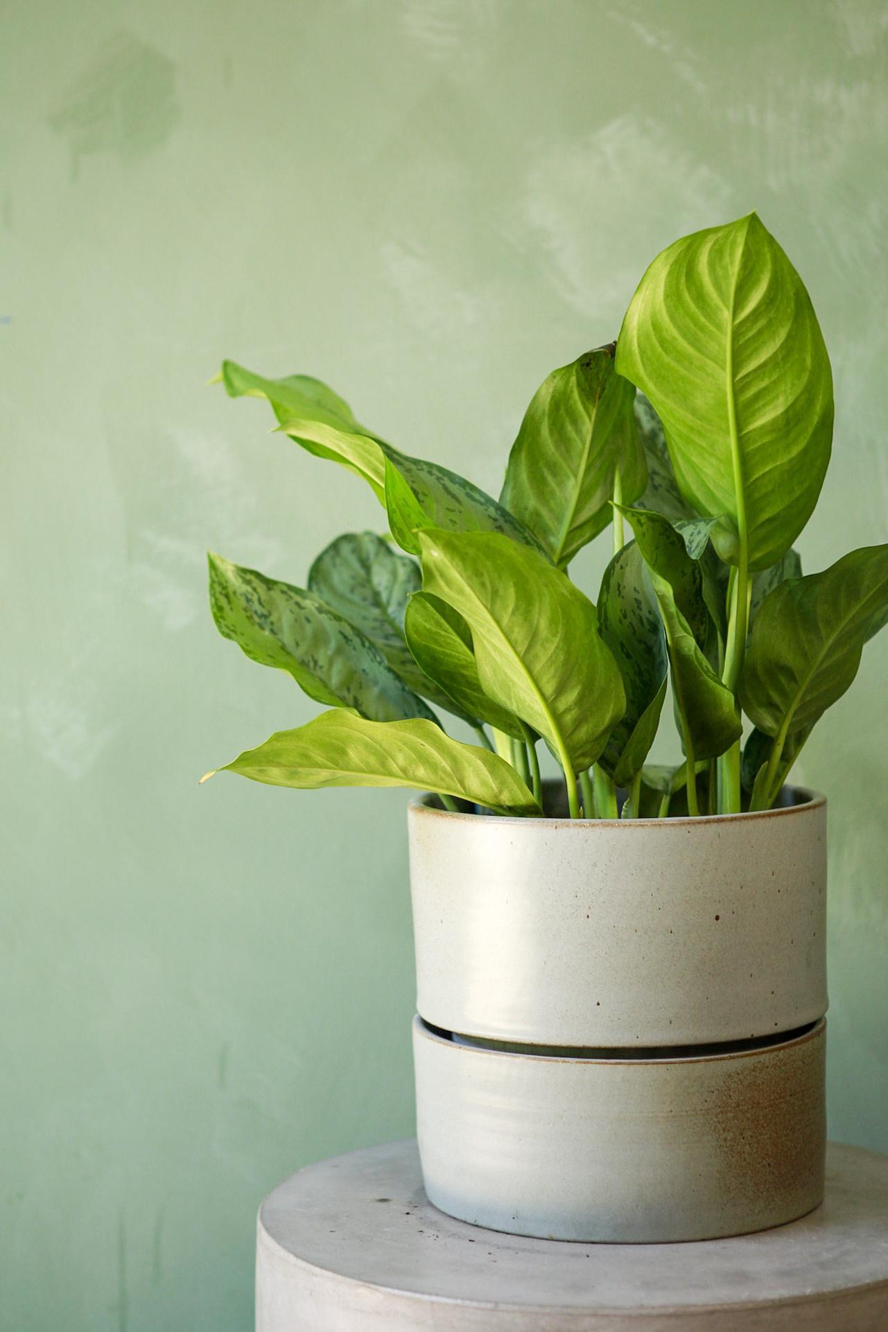 Material Things Reservoir Planter