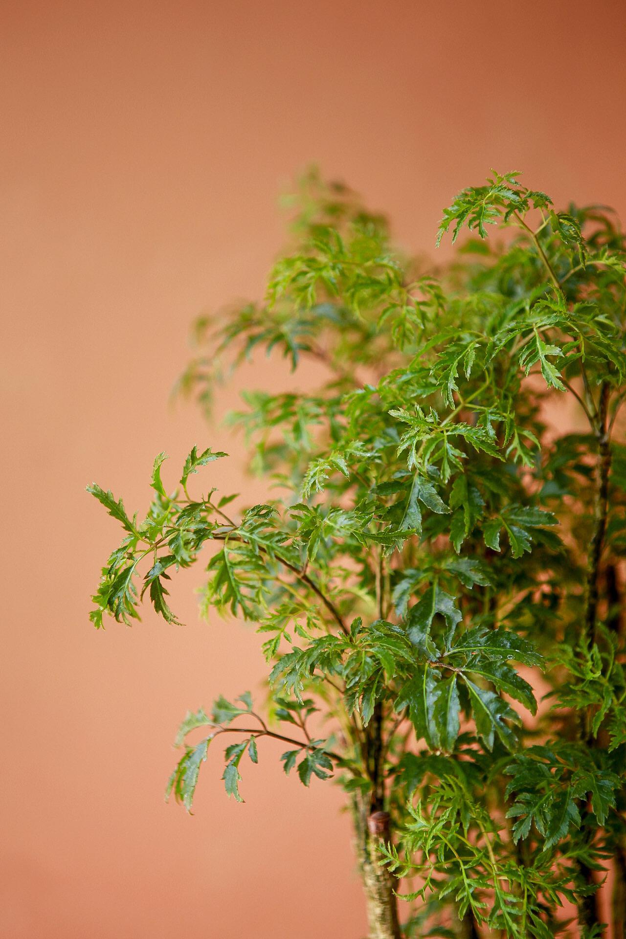 Ming Aralia
