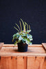 Peperomia 'Napoli Nights'