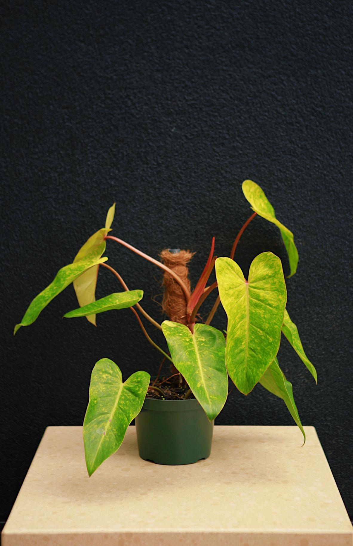 Philodendron 'Painted Lady'