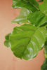 Fiddle Leaf Fig