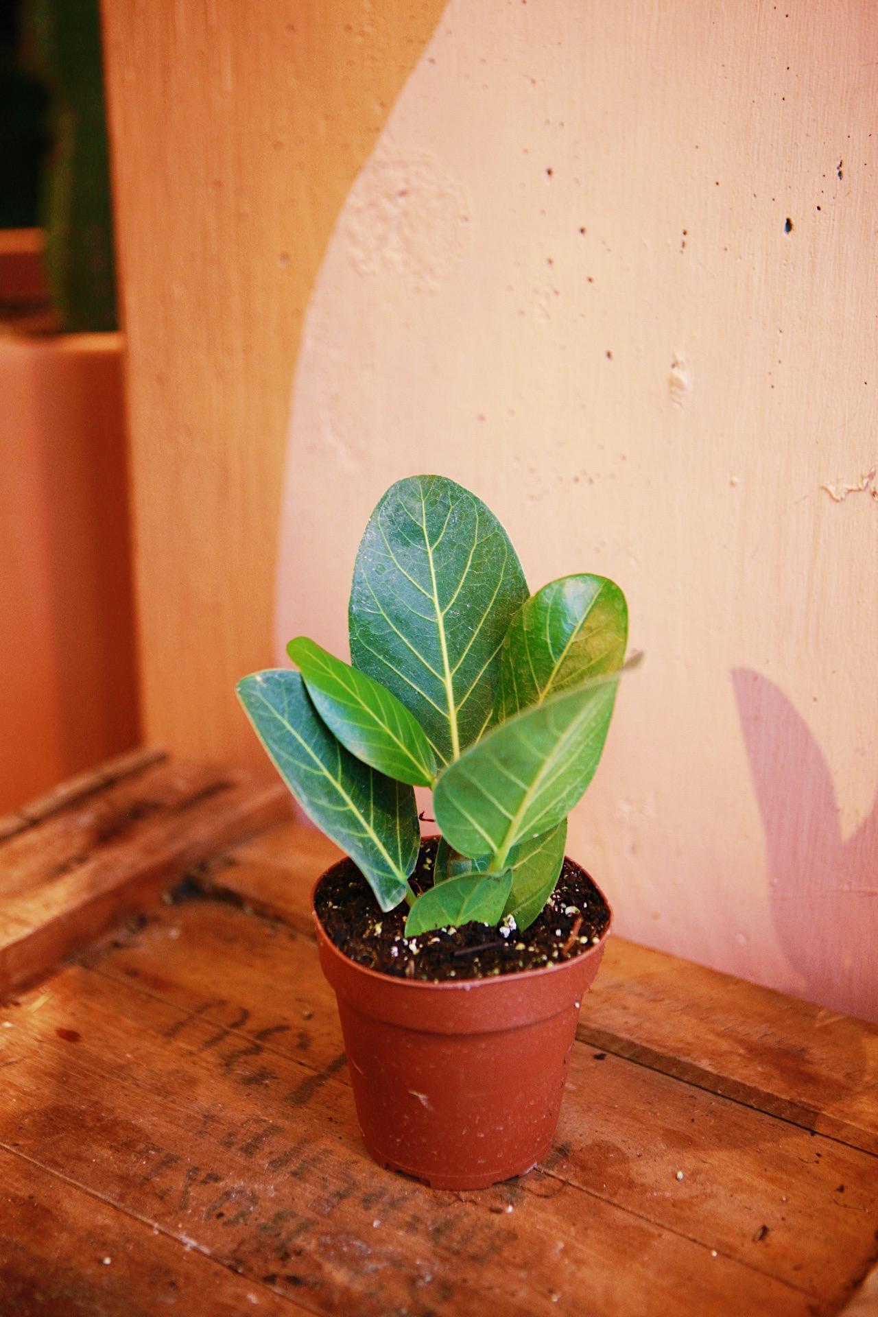 Ficus 'Audrey'