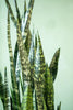 Snake Plant 'Wintergreen'