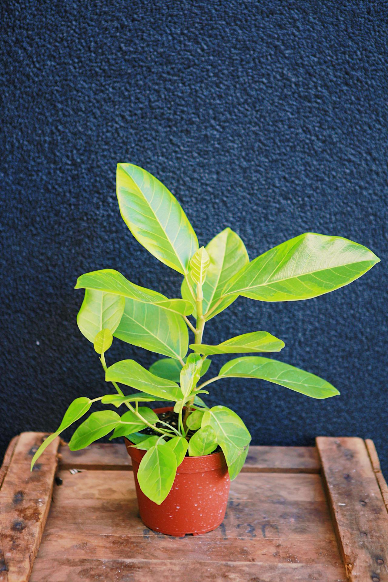 Ficus altissima