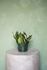 Snake Plant "Black Star Hahnii"