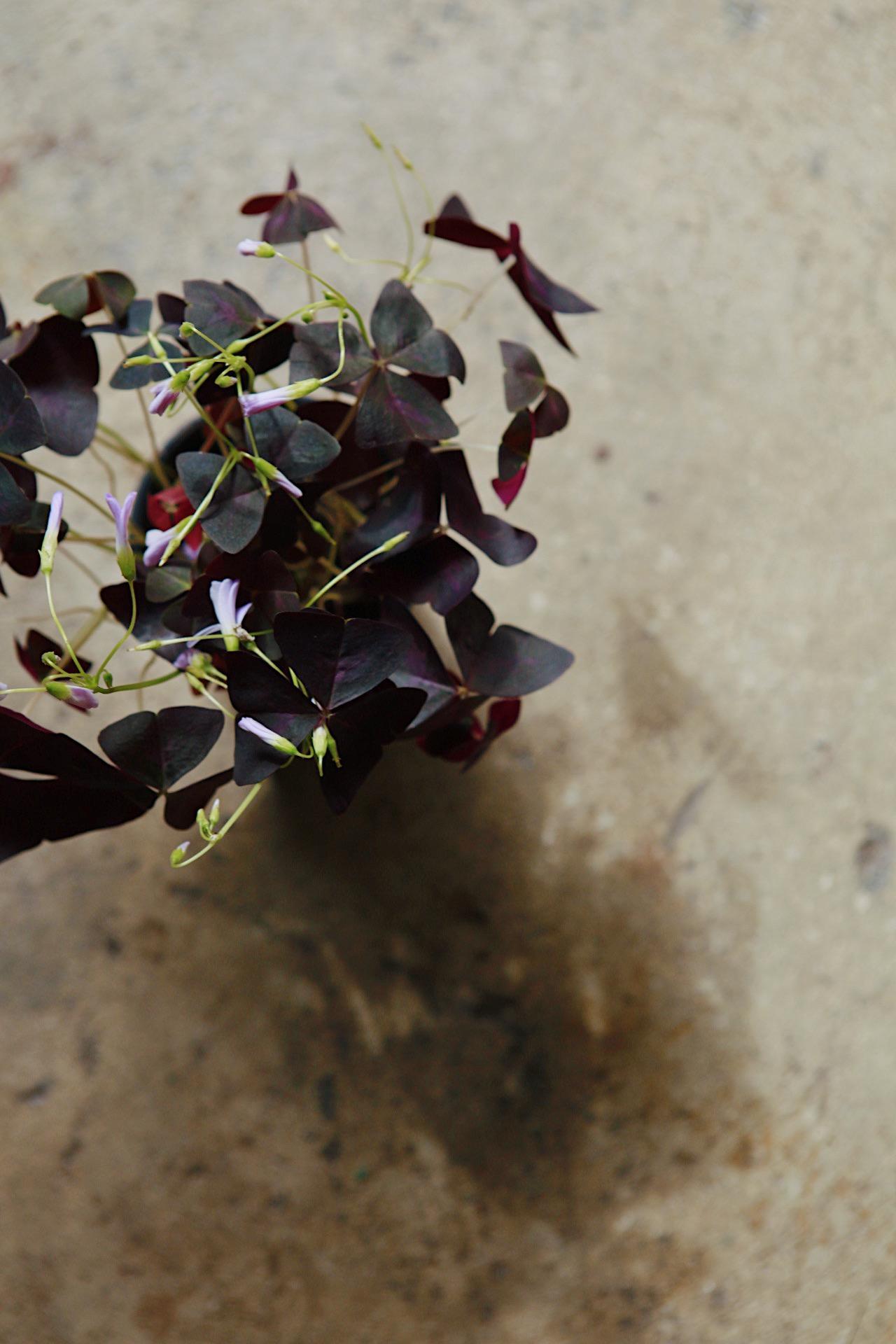 Purple Oxalis Triangularis