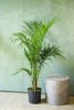 Majesty Palm