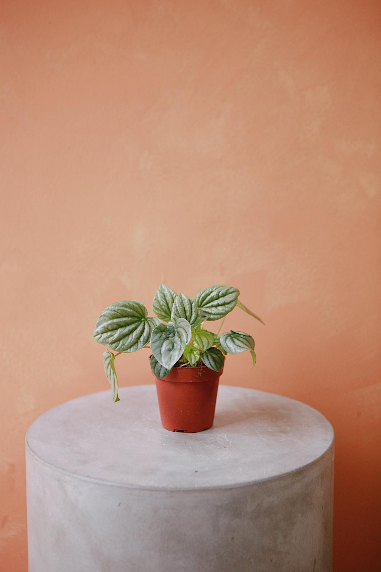 Peperomia 'Frost'