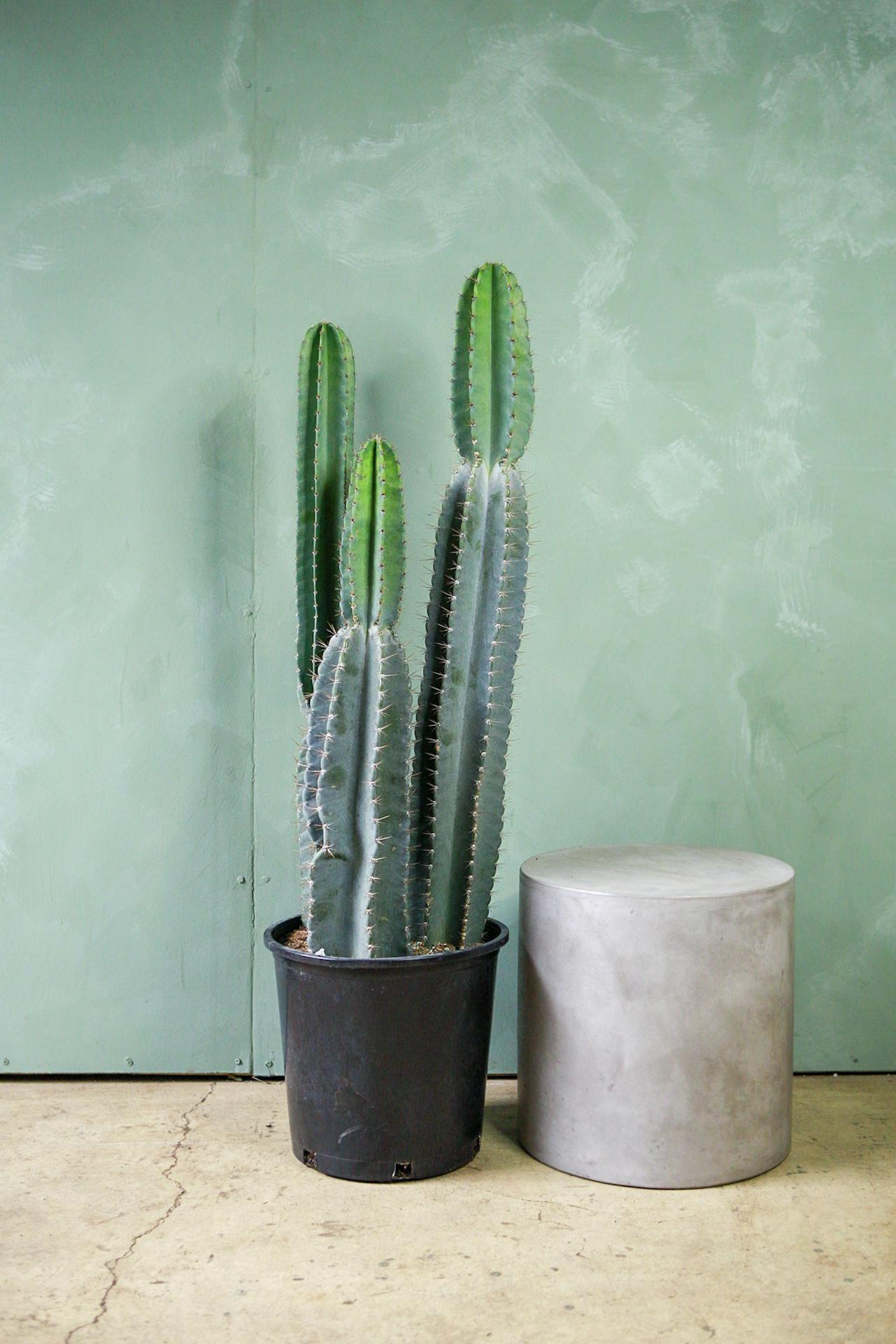 Cereus peruvianus