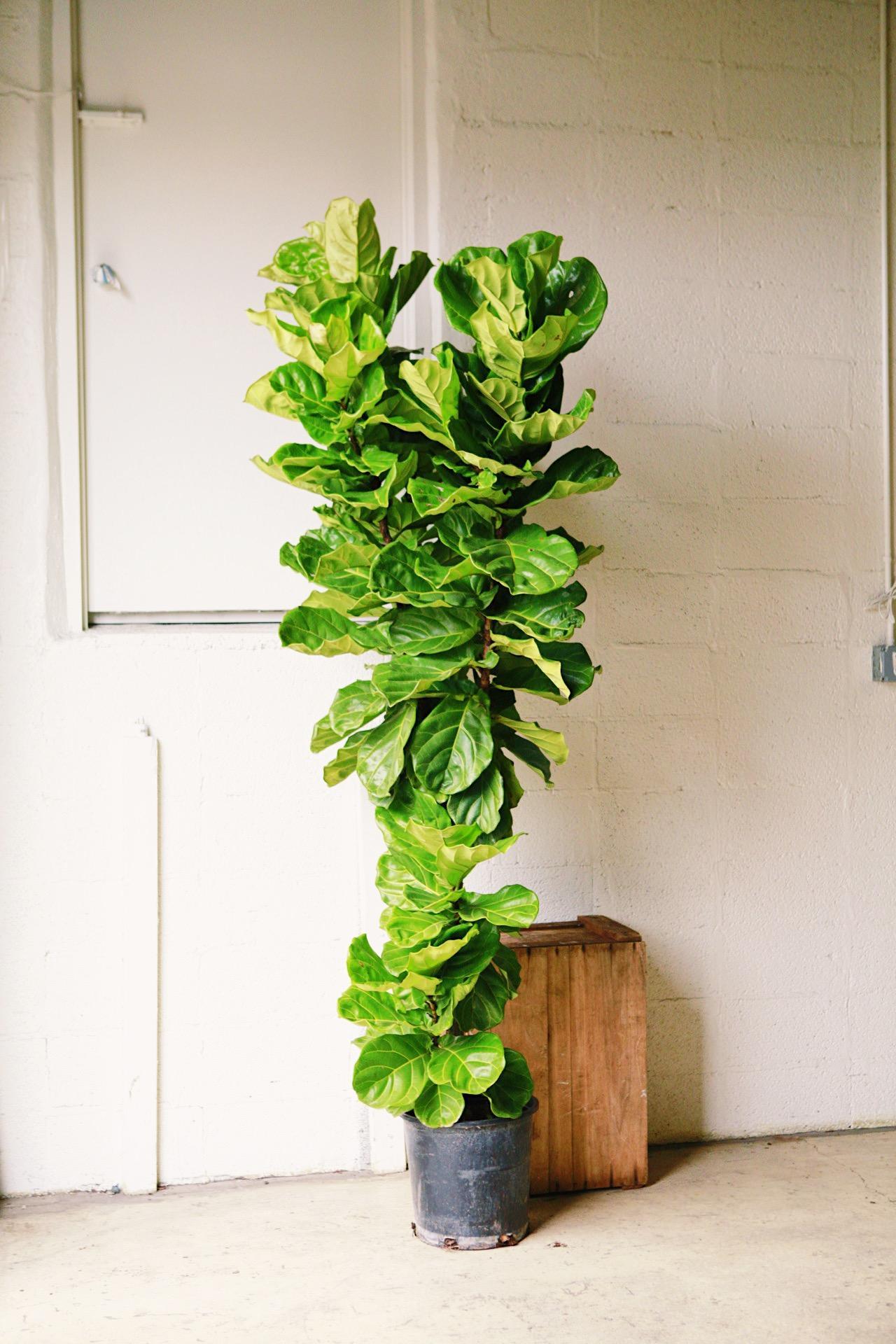 Fiddle Leaf Fig