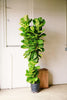 Fiddle Leaf Fig