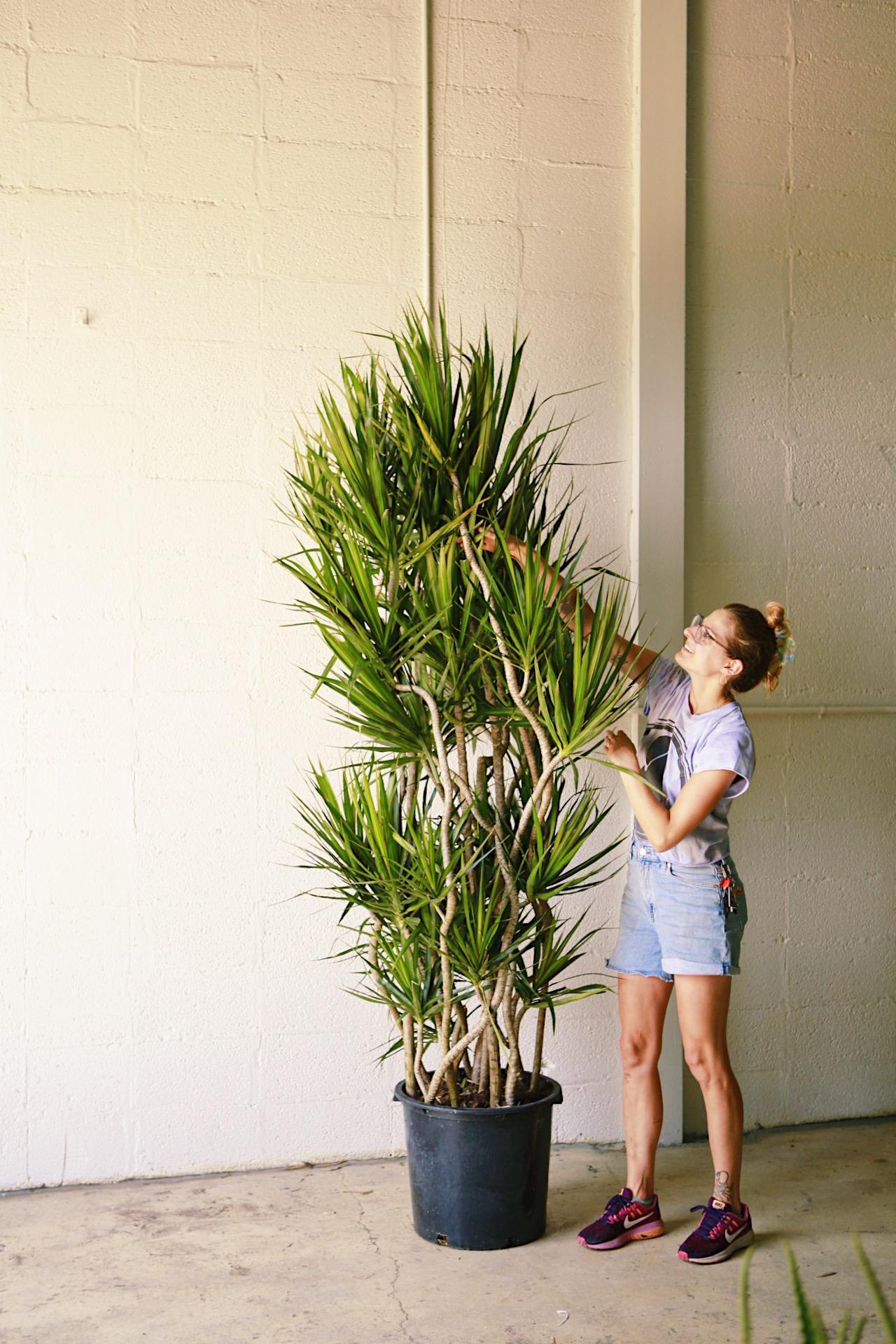 Dracaena 'Candelabra'