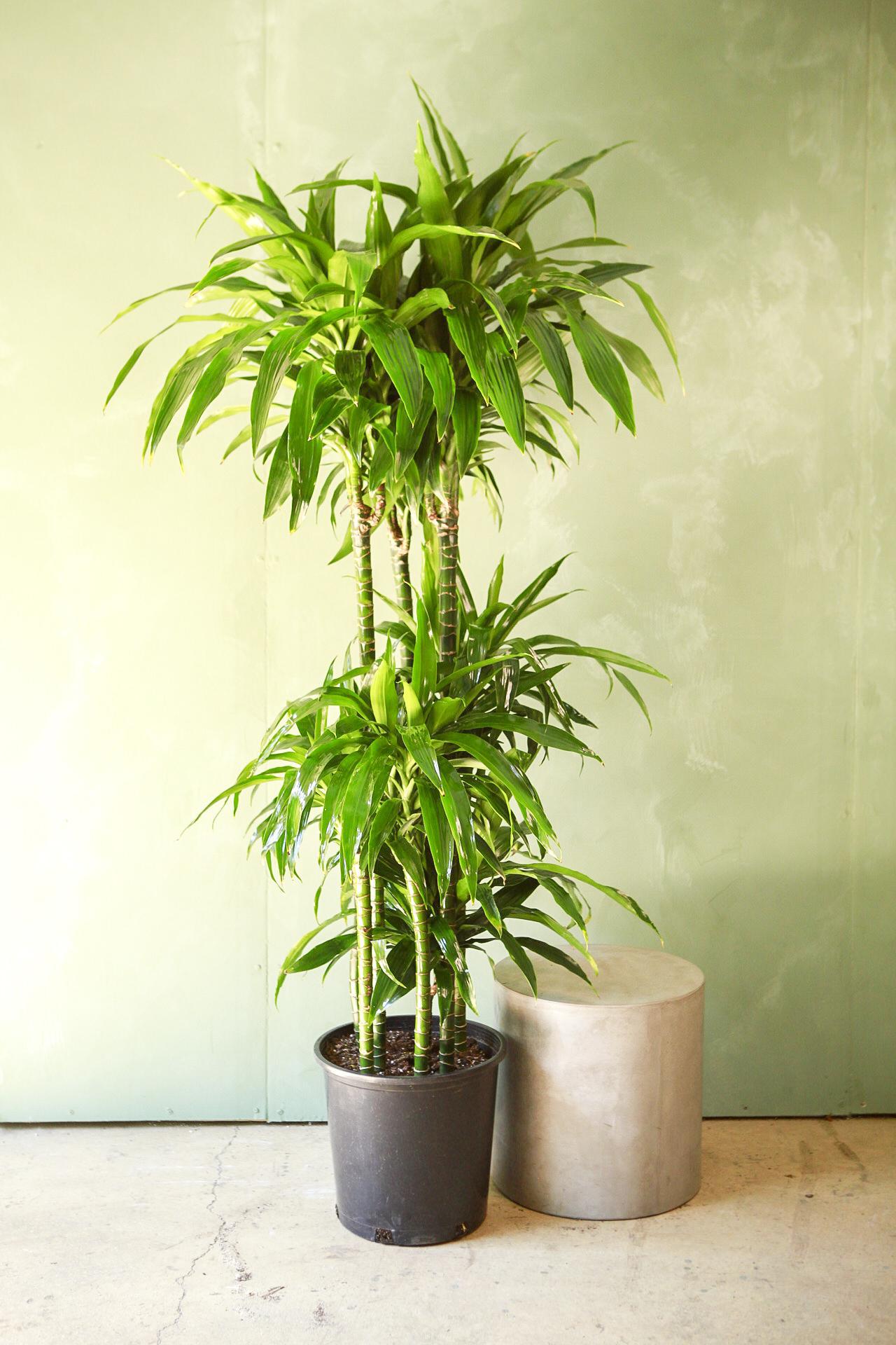 Dracaena Elegance