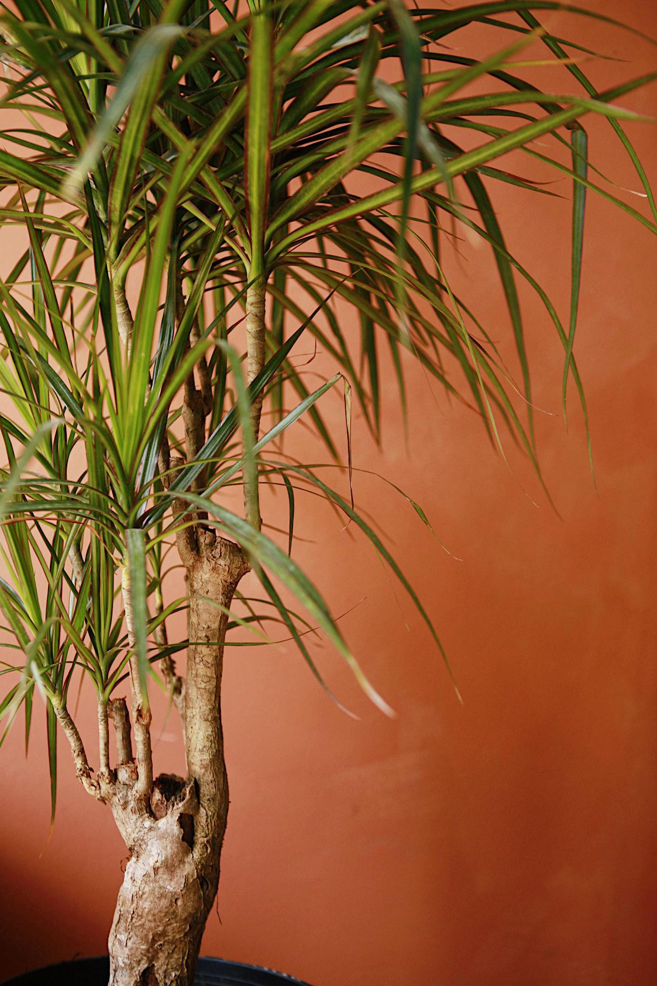 Dracaena Marginata Stump