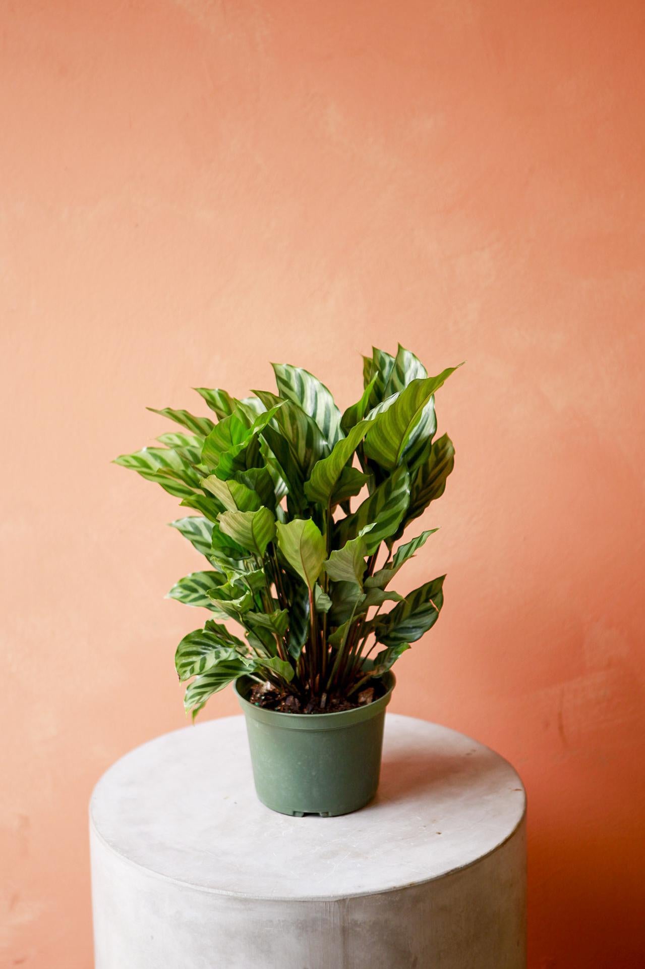 Calathea 'Freddie'