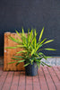 Dracaena 'Rikki'