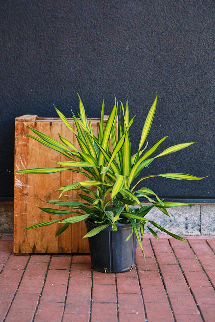 Dracaena 'Rikki'