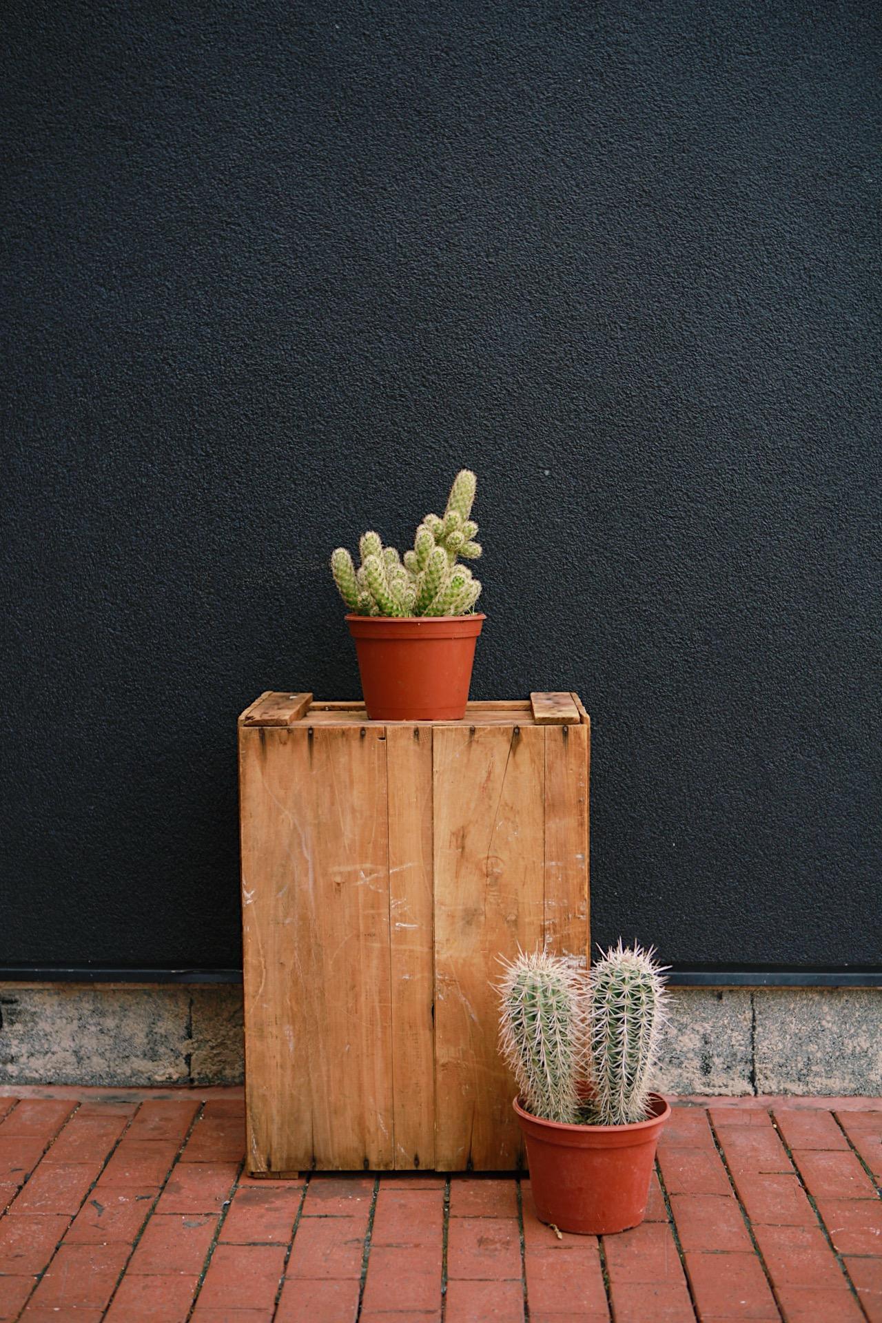 Mammillaria Cactus