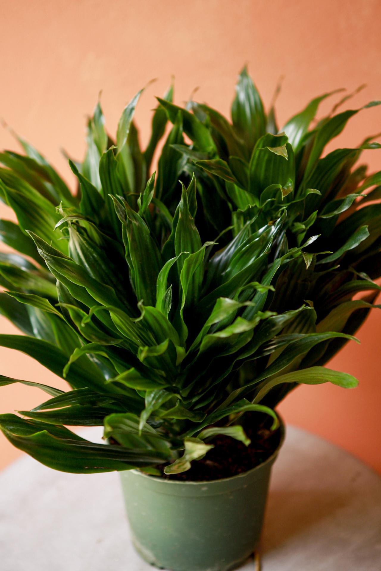 Dracaena 'Janet Craig'
