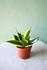 Snake Plant "Hahnii"