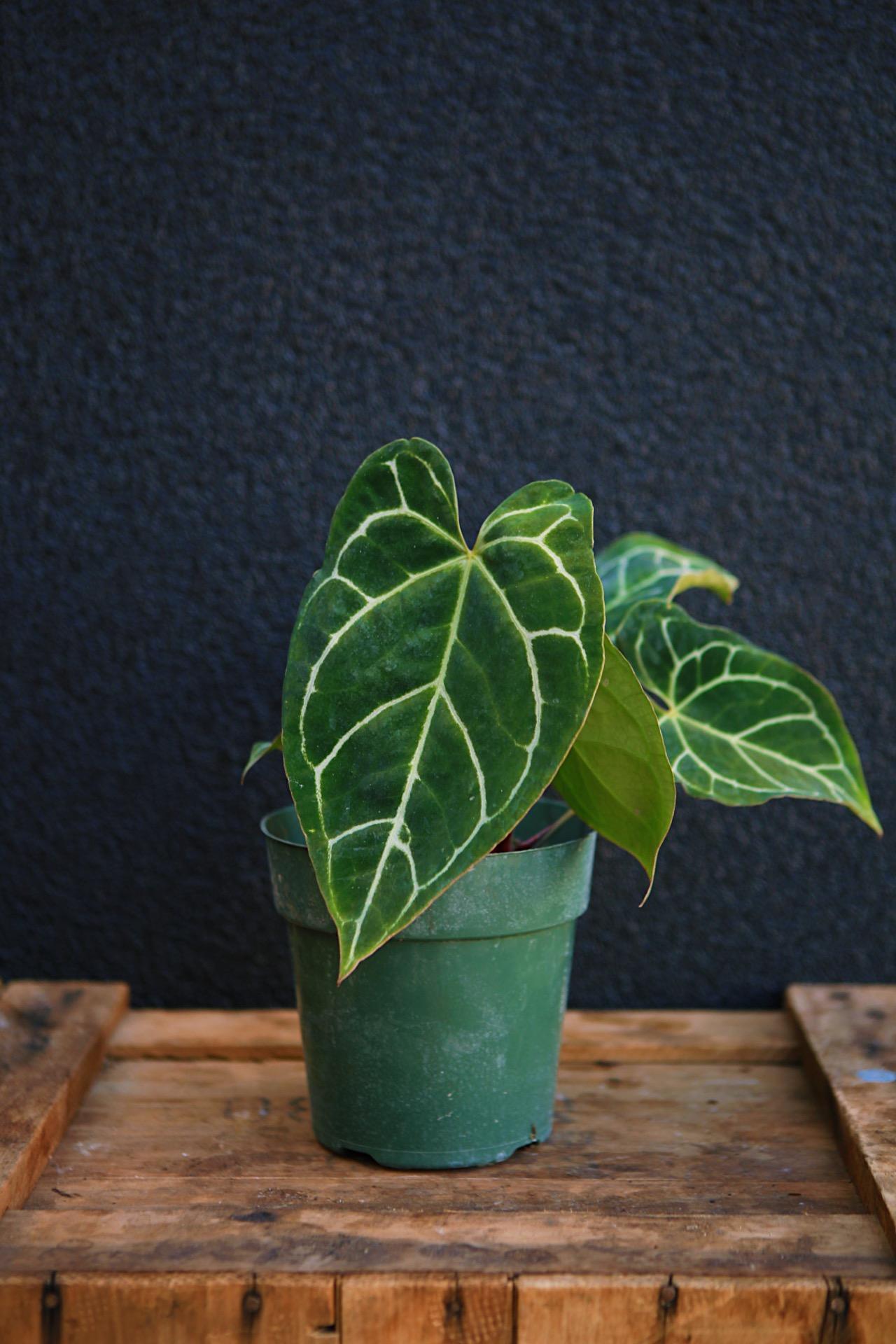 Anthurium crystallinum