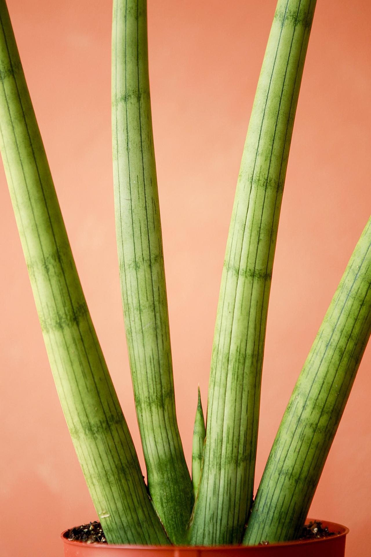 'Starfish' Snake Plant