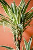 Dracaena 'White Bird'