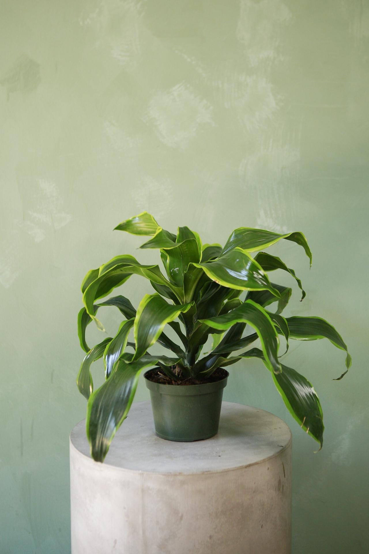 Dracaena 'Dorado'