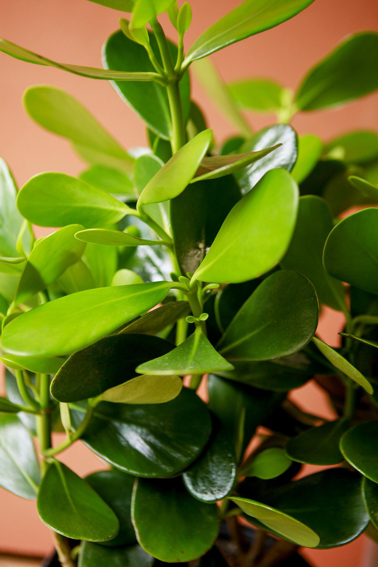 Dwarf Autograph Tree