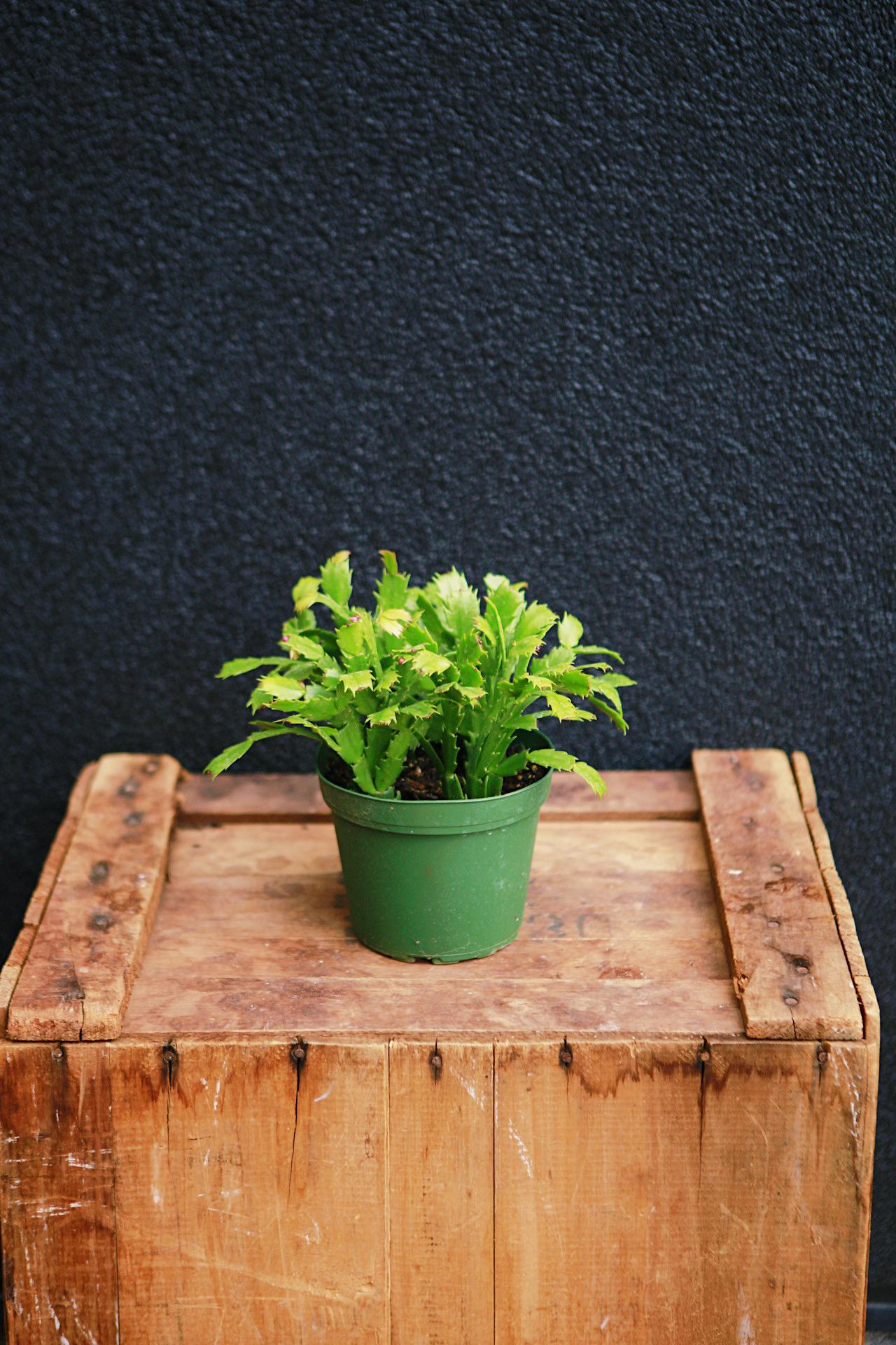 Christmas Cactus