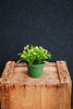 Christmas Cactus