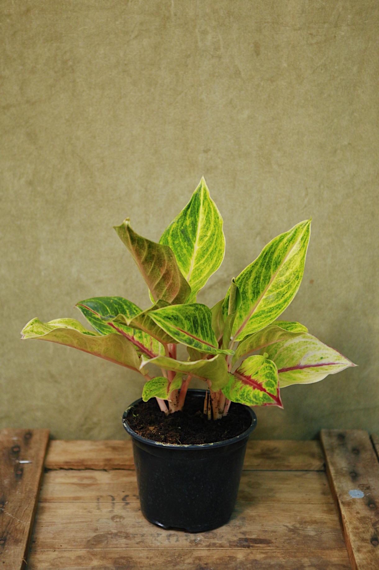 Aglaonema 'Golden Fluorite'