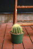 Golden Barrel Cactus