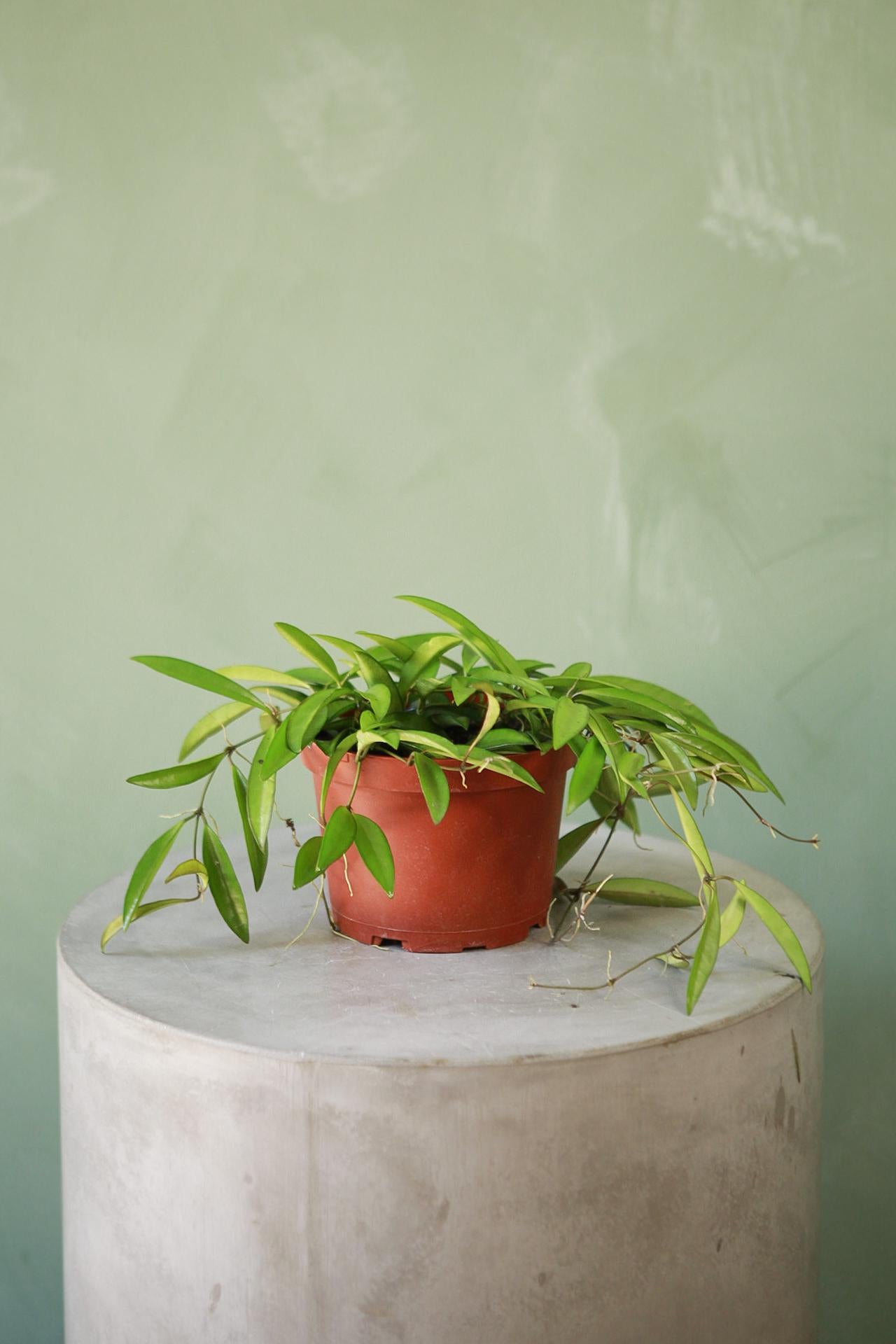 Hoya wayetti