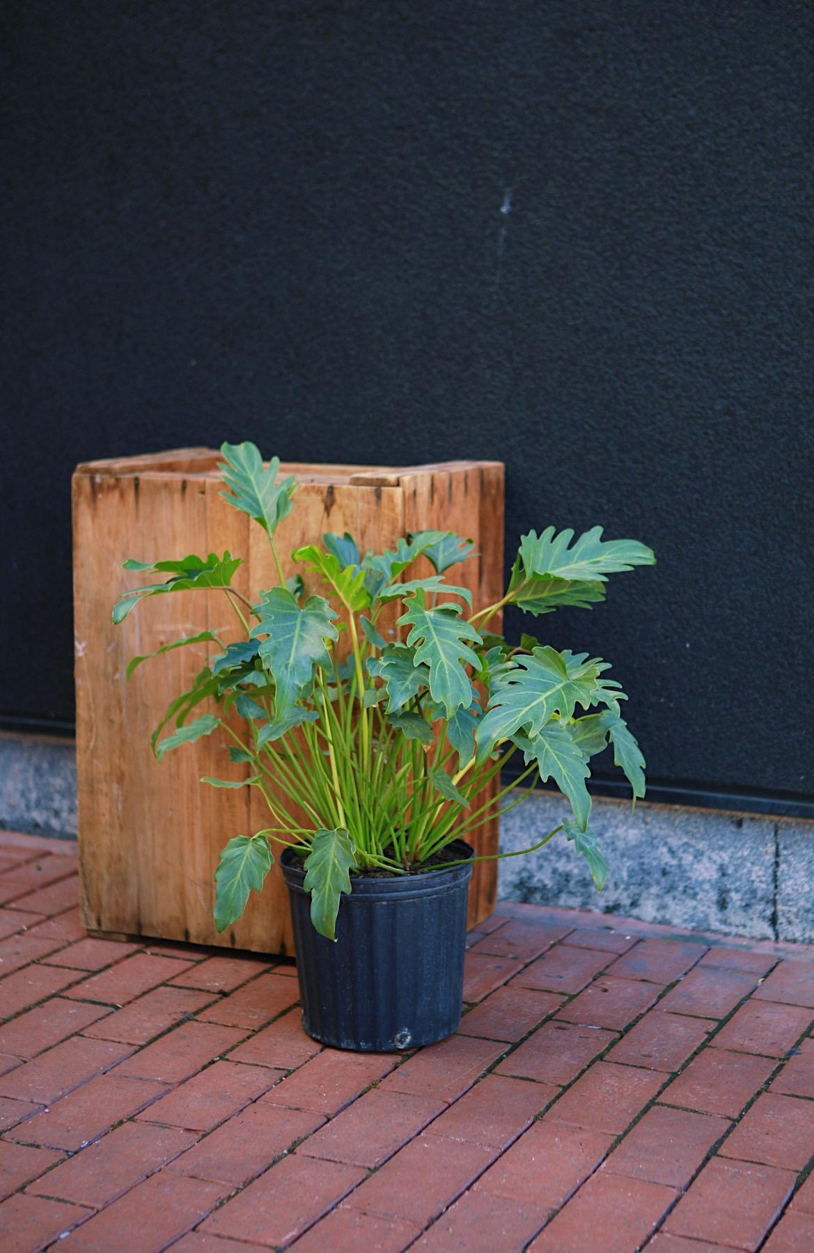 Philodendron 'Xanadu'