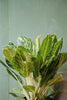 Aglaonema 'Golden Madonna'