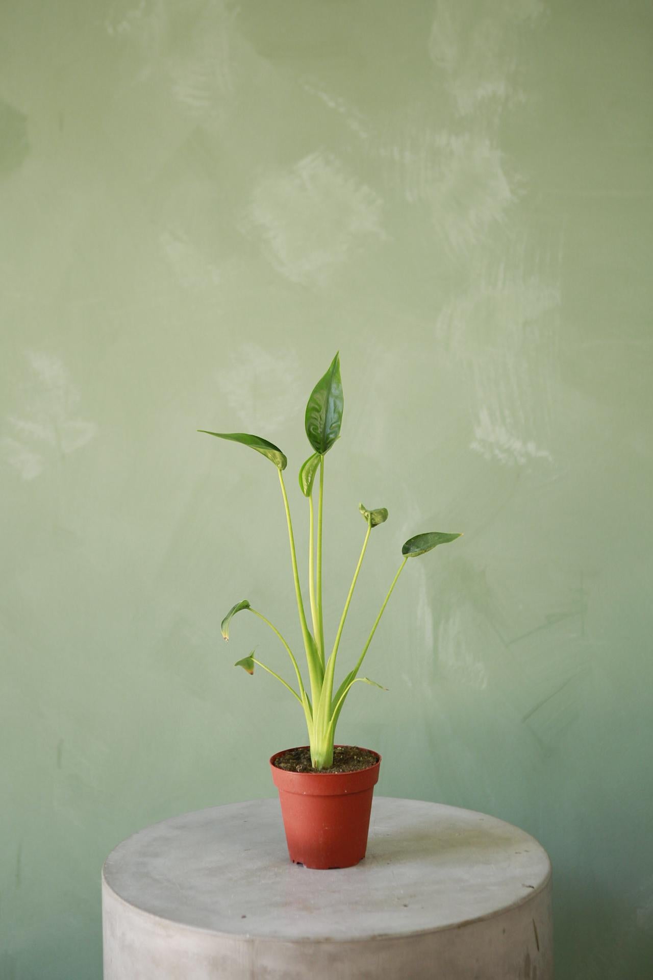 Alocasia 'Tiny Dancer'