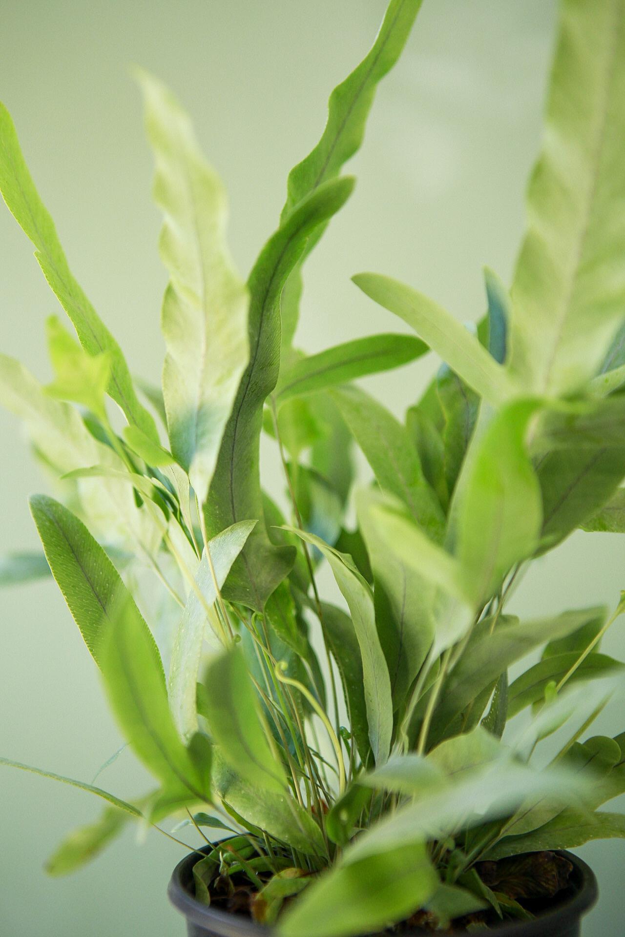 Blue Star Fern
