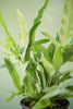 Blue Star Fern