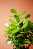 Dwarf Autograph Tree