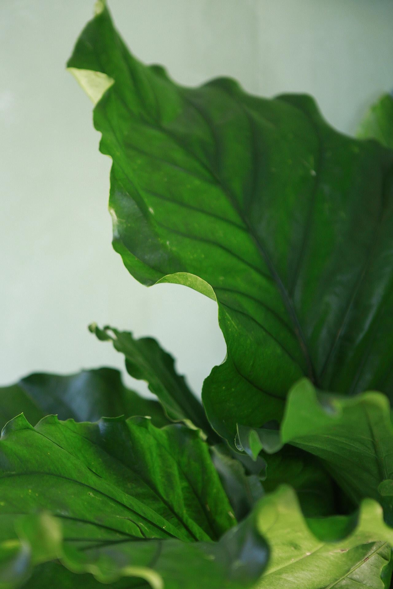 Anthurium 'Ruffles'