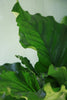 Anthurium 'Ruffles'