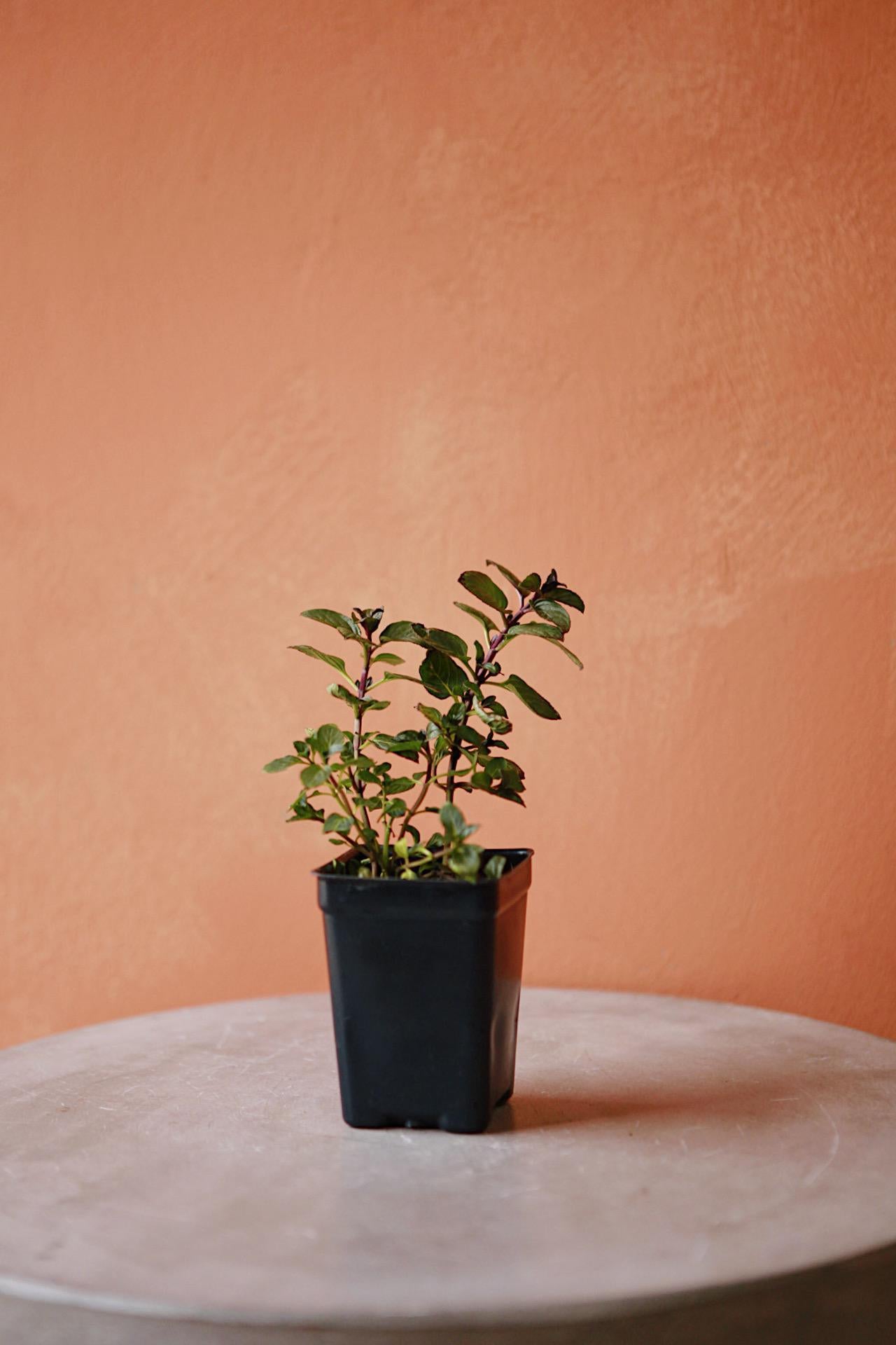 HERBS FOR CITY BLOSSOMS
