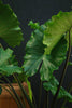 Alocasia 'Tyrion'