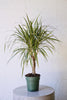 Dracaena Marginata