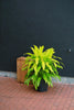 Dracaena 'Limelight'