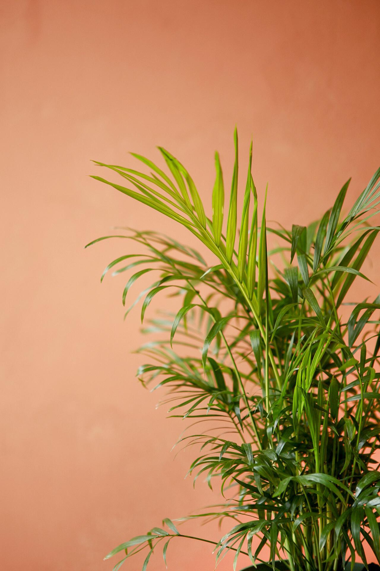 Neanthe Bella Palm